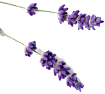 Lavender Flower